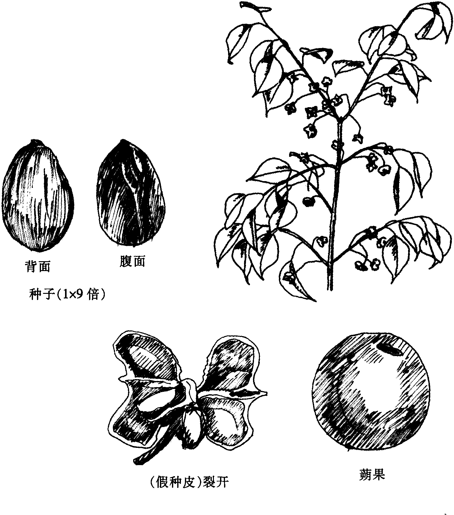 丝棉木